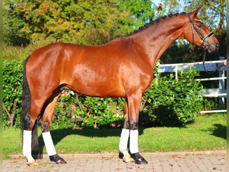 Hannoveriano Caballo castrado 5 años 172 cm Castaño in Selsingen