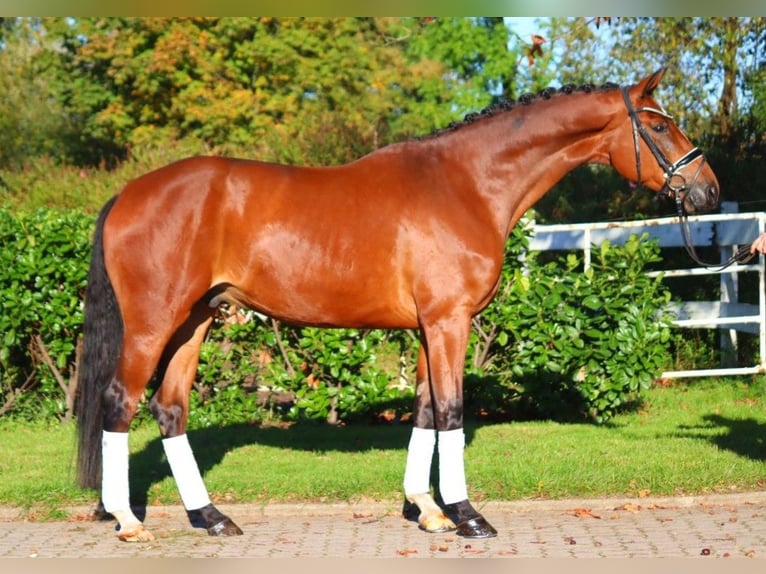 Hannoveriano Caballo castrado 5 años 172 cm Castaño in Selsingen