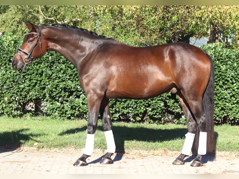 Hannoveriano Caballo castrado 5 años 172 cm Castaño in Selsingen