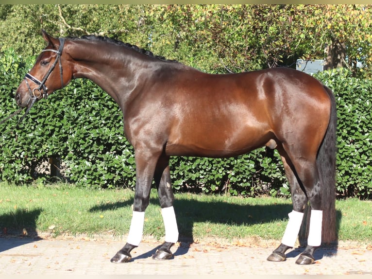 Hannoveriano Caballo castrado 5 años 172 cm Castaño in Selsingen