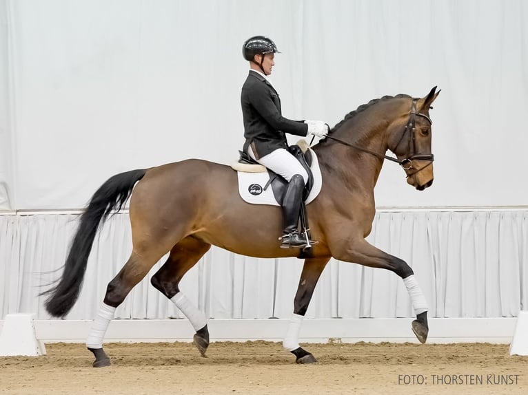 Hannoveriano Caballo castrado 5 años 172 cm Castaño in Verden