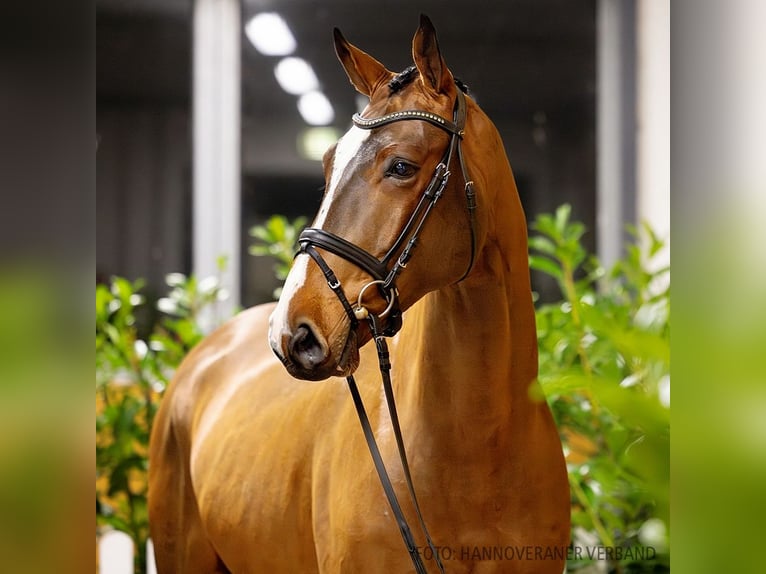 Hannoveriano Caballo castrado 5 años 172 cm Castaño in Verden