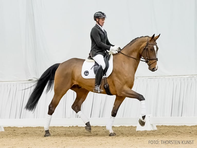 Hannoveriano Caballo castrado 5 años 172 cm Castaño in Verden