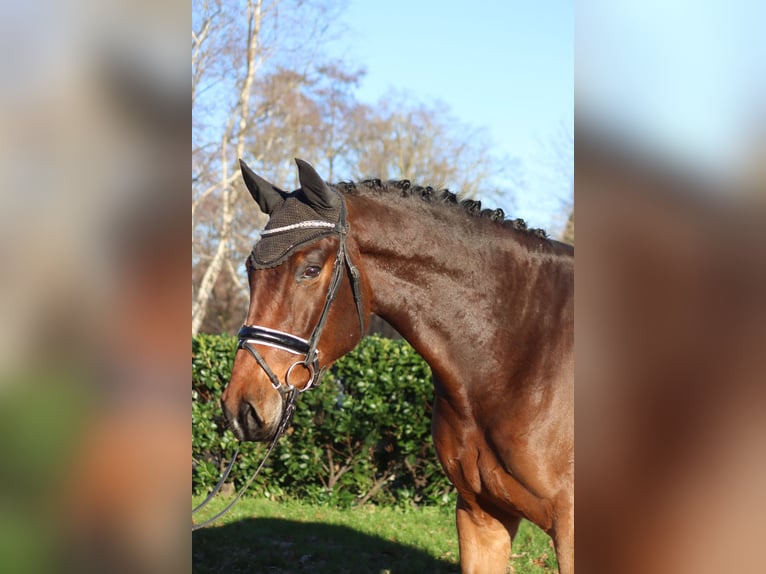 Hannoveriano Caballo castrado 5 años 172 cm Castaño in Selsingen