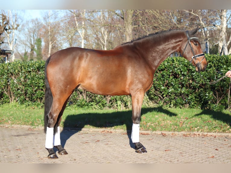 Hannoveriano Caballo castrado 5 años 172 cm Castaño in Selsingen