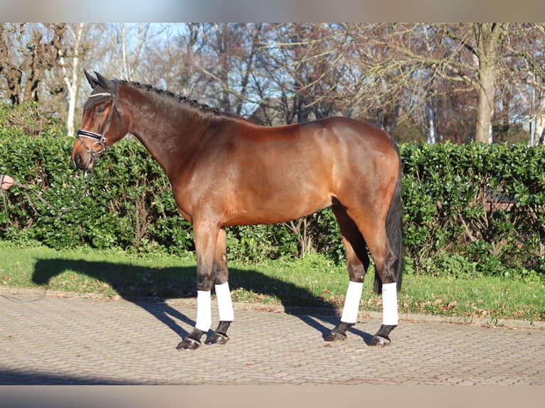 Hannoveriano Caballo castrado 5 años 172 cm Castaño in Selsingen