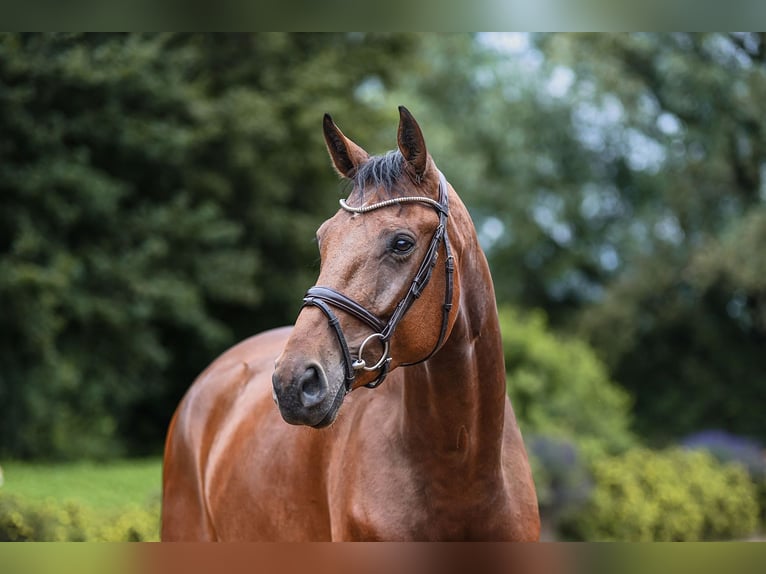 Hannoveriano Caballo castrado 5 años 172 cm Castaño in Riedstadt