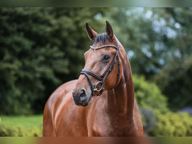 Hannoveriano Caballo castrado 5 años 172 cm Castaño in Riedstadt