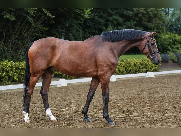 Hannoveriano Caballo castrado 5 años 172 cm Castaño in Riedstadt