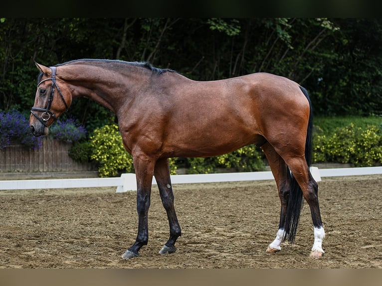 Hannoveriano Caballo castrado 5 años 172 cm Castaño in Riedstadt