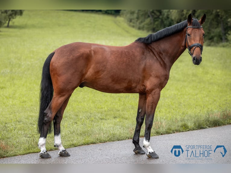 Hannoveriano Caballo castrado 5 años 172 cm Castaño in Korntal-Münchingen