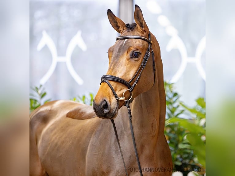 Hannoveriano Caballo castrado 5 años 172 cm Castaño in Verden