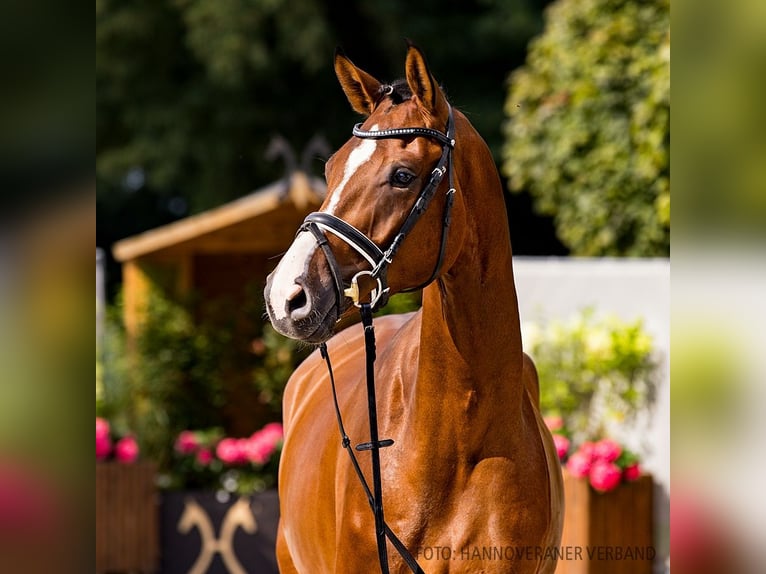 Hannoveriano Caballo castrado 5 años 172 cm Castaño in Verden