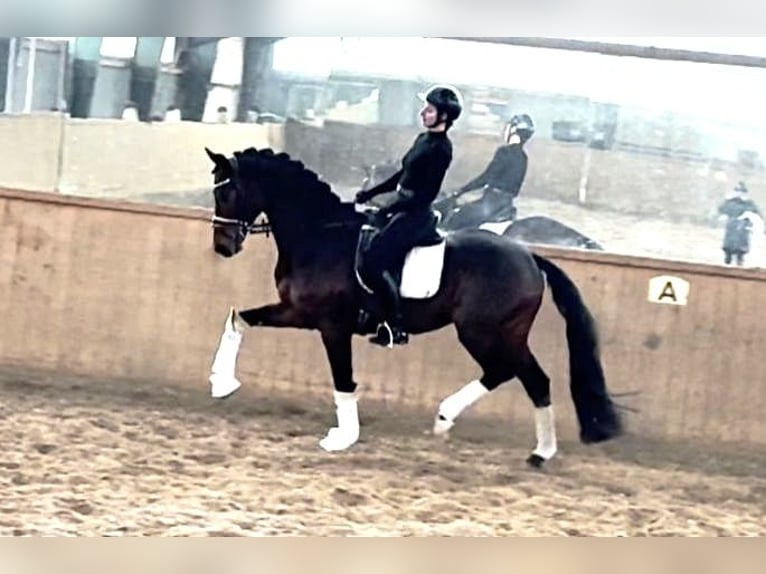 Hannoveriano Caballo castrado 5 años 172 cm Castaño oscuro in Dätgen