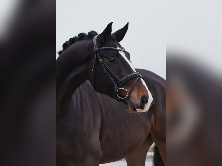 Hannoveriano Caballo castrado 5 años 172 cm Castaño oscuro in Riedstadt