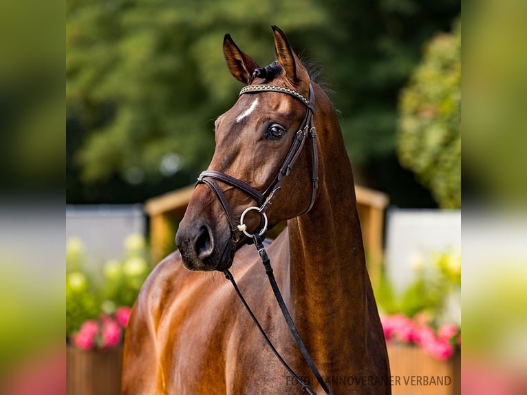 Hannoveriano Caballo castrado 5 años 172 cm Castaño oscuro in Verden