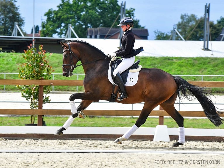 Hannoveriano Caballo castrado 5 años 172 cm Castaño oscuro in Verden