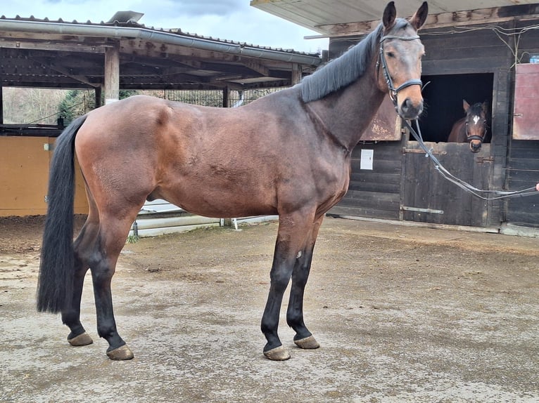 Hannoveriano Caballo castrado 5 años 172 cm Castaño oscuro in Schömberg