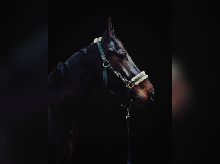 Hannoveriano Caballo castrado 5 años 172 cm Morcillo in Rhauderfehn