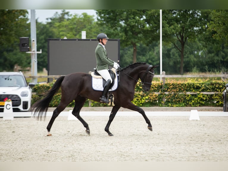 Hannoveriano Caballo castrado 5 años 172 cm Negro in Emlichheim