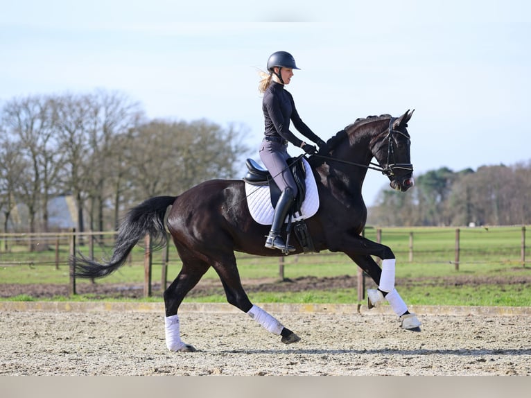 Hannoveriano Caballo castrado 5 años 172 cm Negro in Haaksbergen