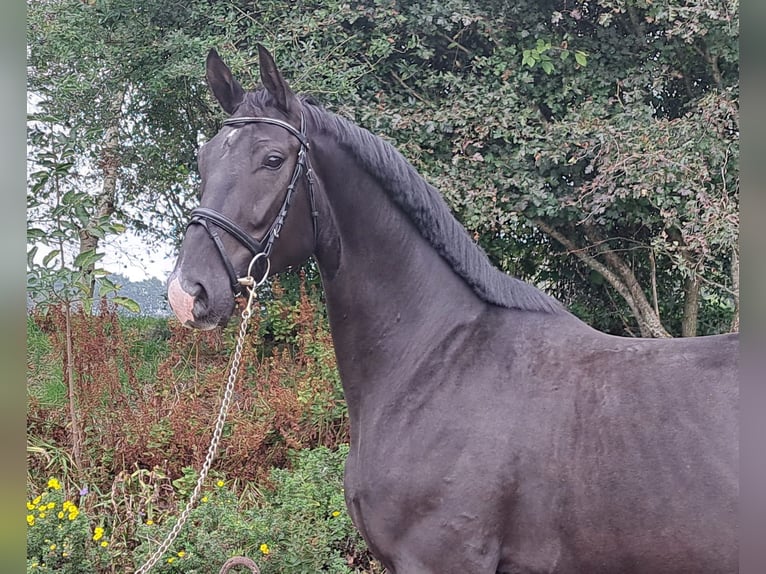 Hannoveriano Caballo castrado 5 años 172 cm Negro in Loxstedt