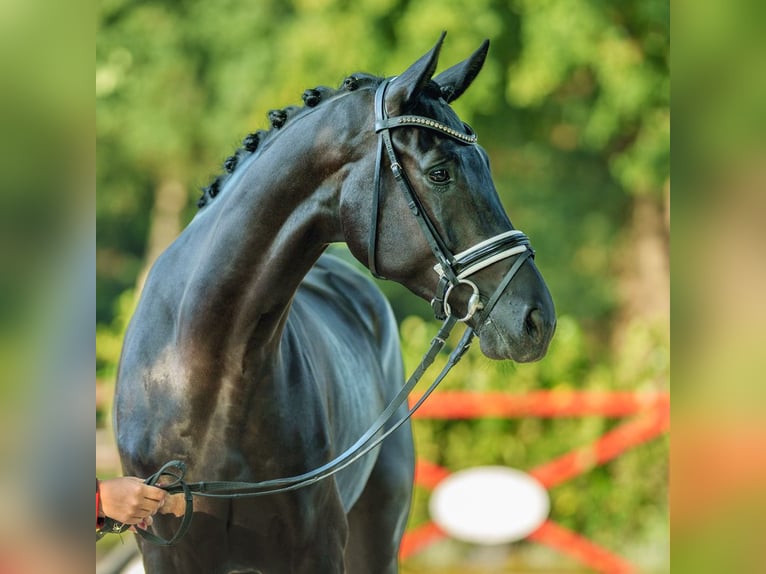 Hannoveriano Caballo castrado 5 años 172 cm Negro in Münster