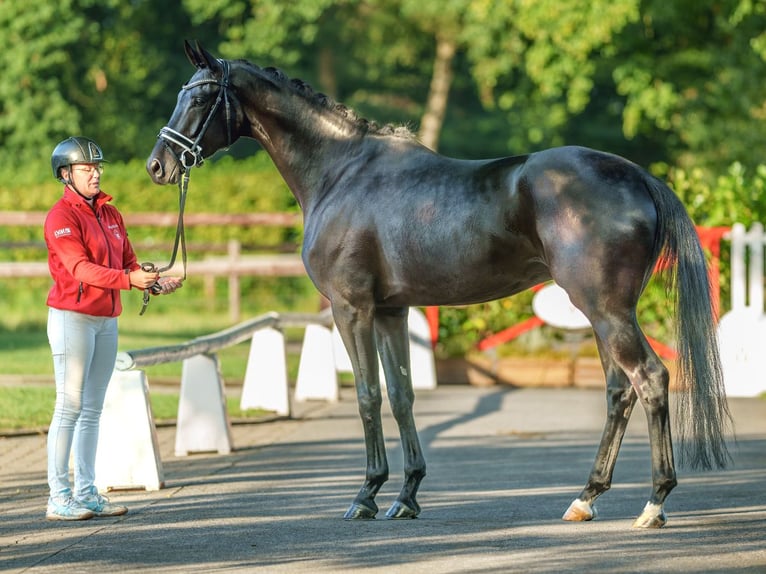 Hannoveriano Caballo castrado 5 años 172 cm Negro in Münster