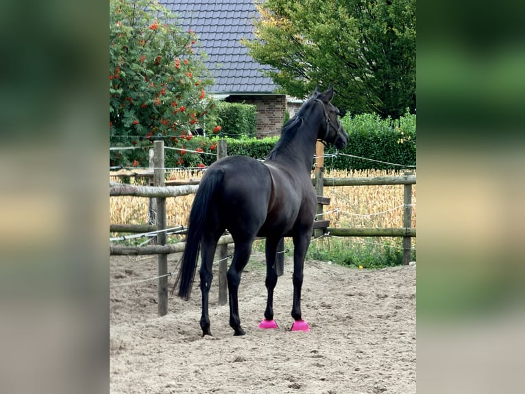 Hannoveriano Caballo castrado 5 años 172 cm Negro in Reessum