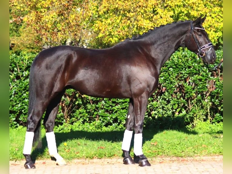 Hannoveriano Caballo castrado 5 años 172 cm Negro in Selsingen