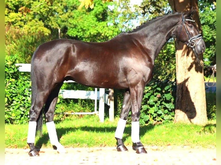 Hannoveriano Caballo castrado 5 años 172 cm Negro in Selsingen