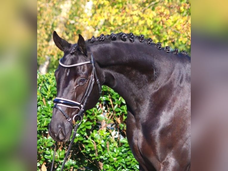 Hannoveriano Caballo castrado 5 años 172 cm Negro in Selsingen