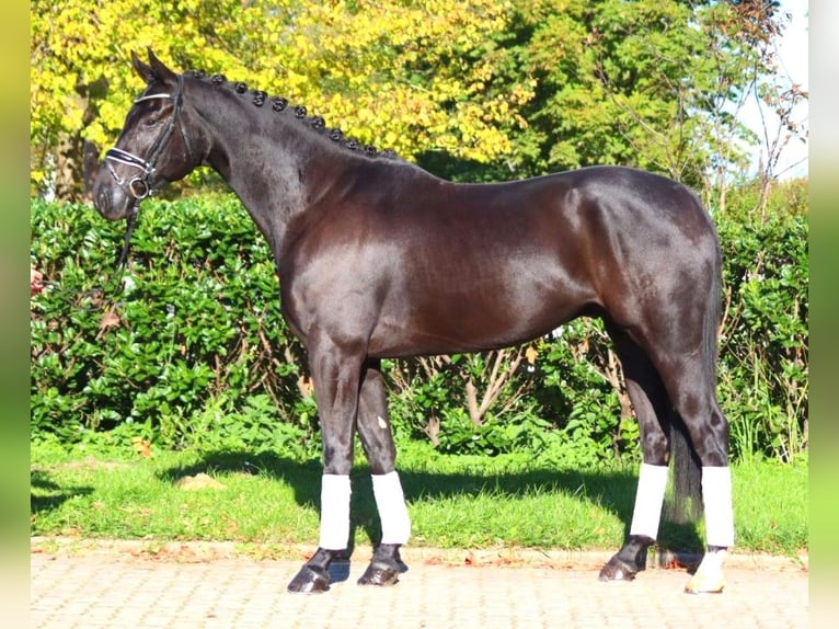 Hannoveriano Caballo castrado 5 años 172 cm Negro in Selsingen