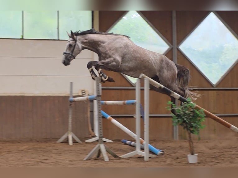 Hannoveriano Caballo castrado 5 años 172 cm Tordo in Braunschweig