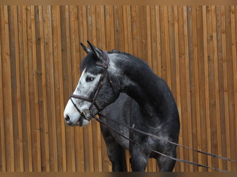 Hannoveriano Caballo castrado 5 años 172 cm Tordo in Uetze