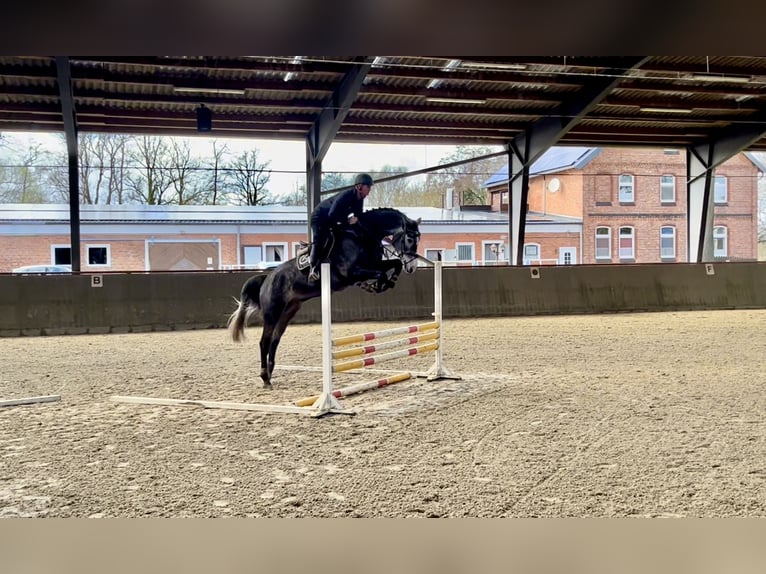 Hannoveriano Caballo castrado 5 años 172 cm Tordo in Uetze