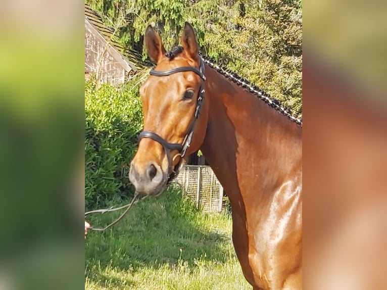 Hannoveriano Caballo castrado 5 años 173 cm Castaño in Hohenberg-Krusemark