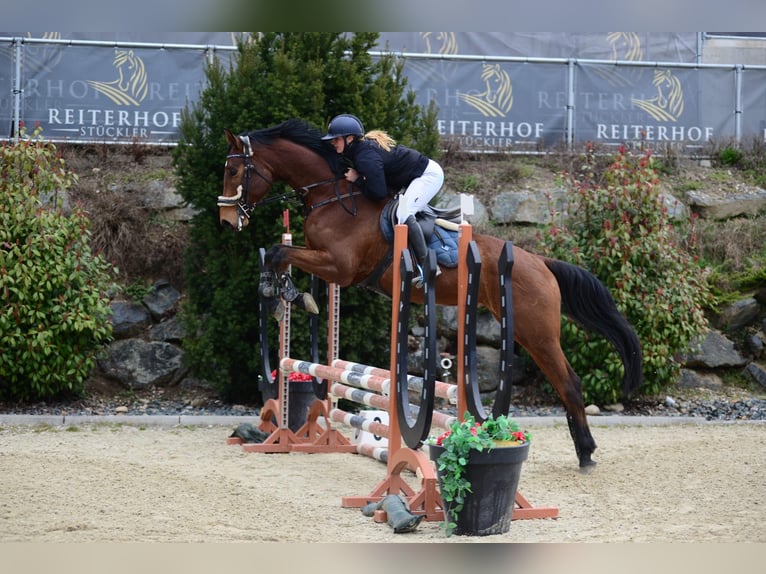 Hannoveriano Caballo castrado 5 años 173 cm Castaño in Klagenfurt,11.Bez.:St. Ruprecht