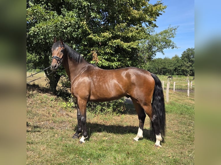 Hannoveriano Caballo castrado 5 años 173 cm Castaño in Loxstedt