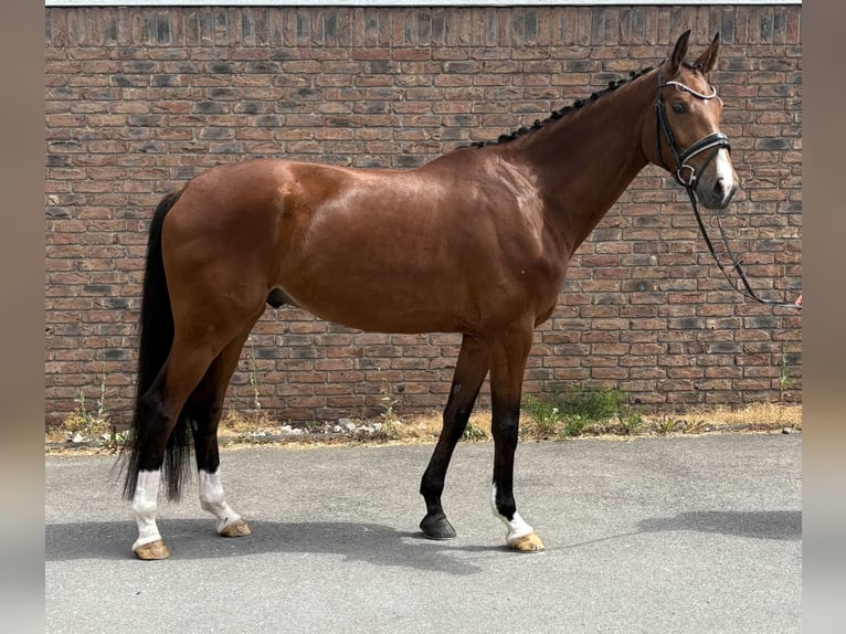 Hannoveriano Caballo castrado 5 años 173 cm Castaño in Niederkassel