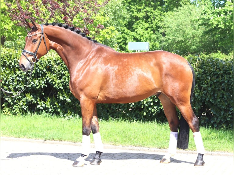 Hannoveriano Caballo castrado 5 años 173 cm Castaño in Selsingen