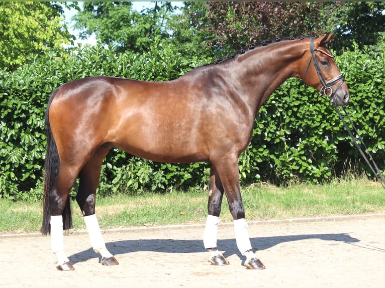 Hannoveriano Caballo castrado 5 años 173 cm Castaño in Selsingen