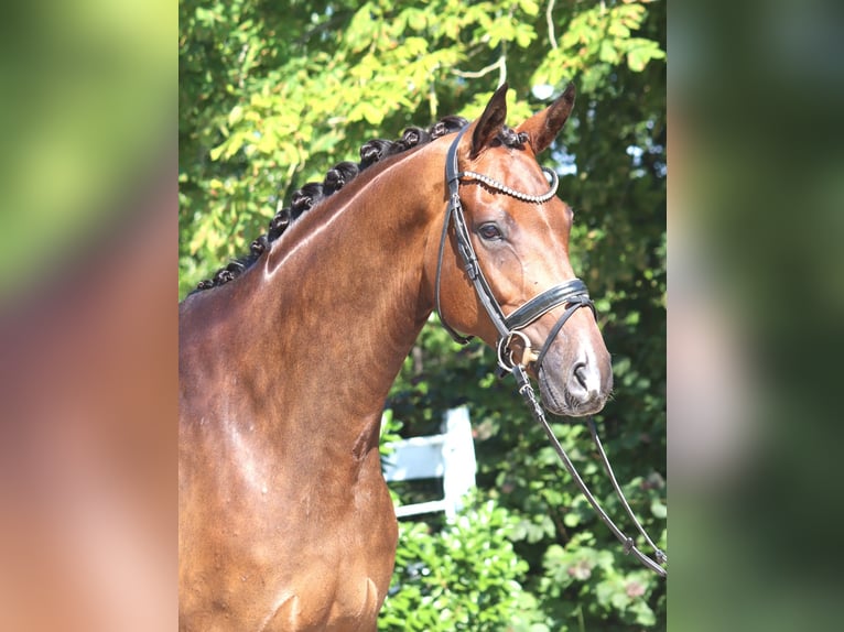 Hannoveriano Caballo castrado 5 años 173 cm Castaño in Selsingen