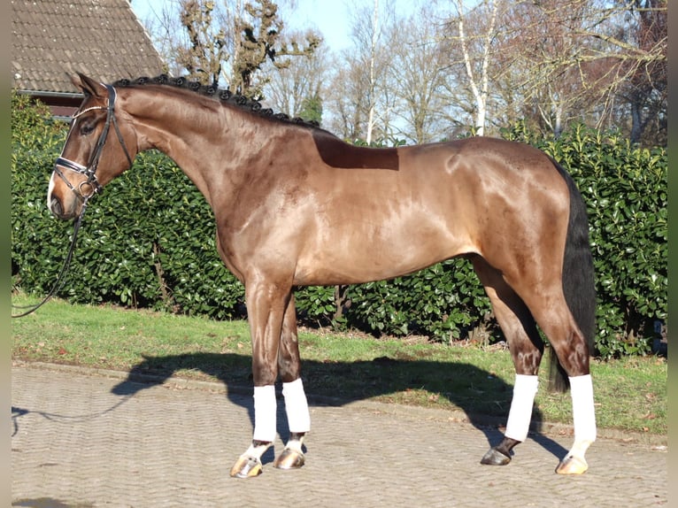 Hannoveriano Caballo castrado 5 años 173 cm Castaño in Selsingen