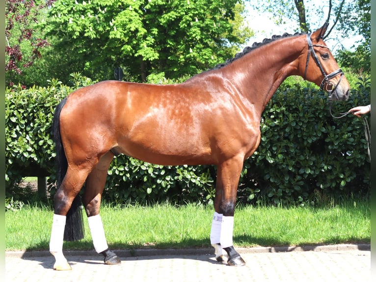 Hannoveriano Caballo castrado 5 años 173 cm Castaño in Selsingen