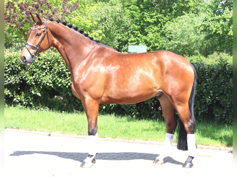Hannoveriano Caballo castrado 5 años 173 cm Castaño in Selsingen