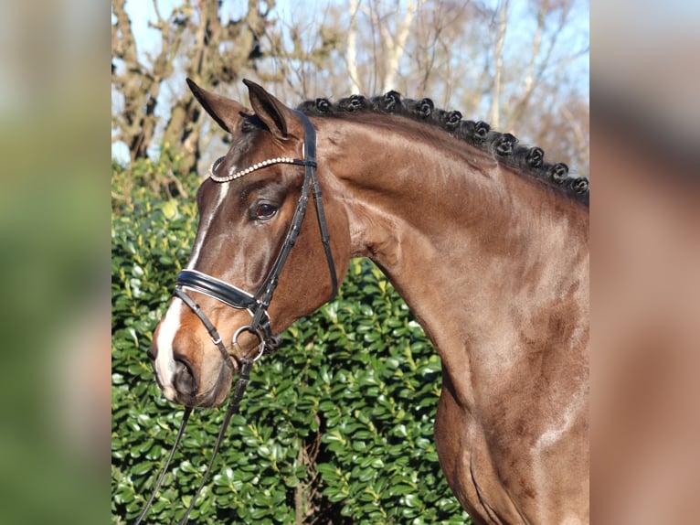 Hannoveriano Caballo castrado 5 años 173 cm Castaño in Selsingen