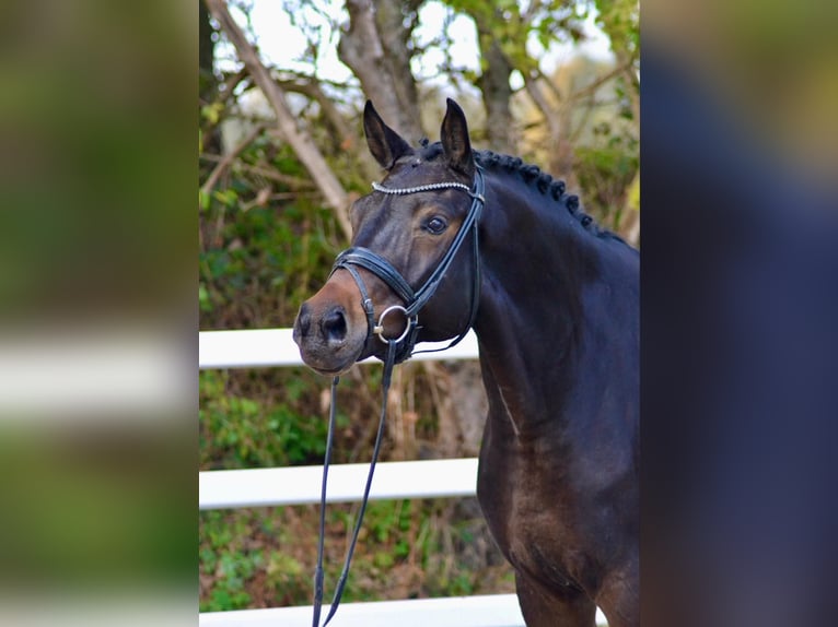 Hannoveriano Caballo castrado 5 años 173 cm Castaño oscuro in Bawinkel