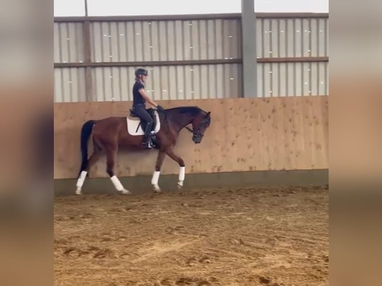 Hannoveriano Caballo castrado 5 años 173 cm Castaño oscuro in Bassum