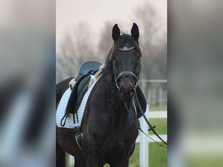 Hannoveriano Caballo castrado 5 años 173 cm Castaño oscuro in Hattingen